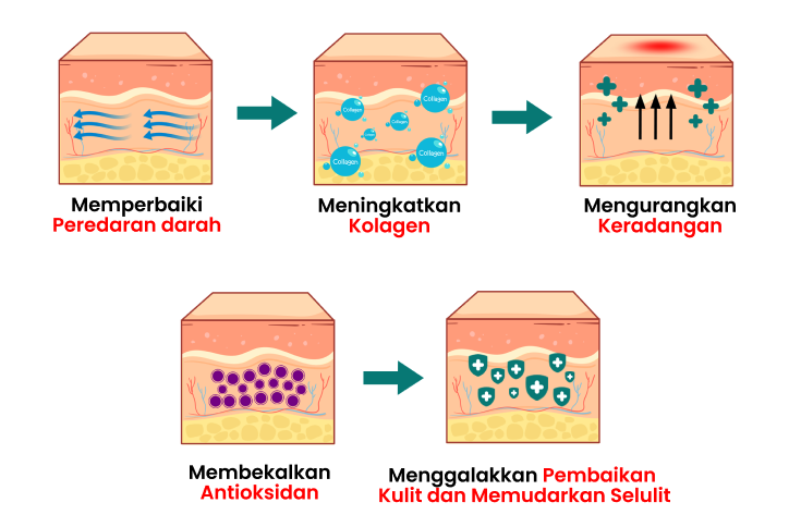 Proses-Seluilit-Superoxide-Dismutase-B-Morosil-HQ